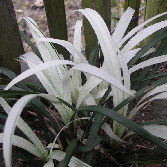 Liriope Okina - Pépinière La Forêt