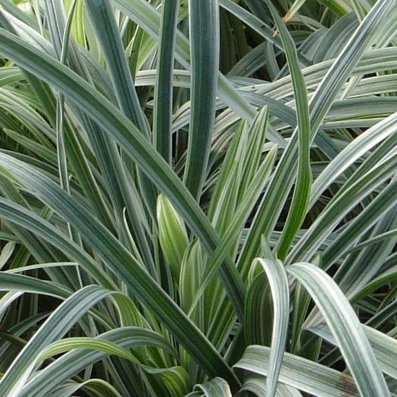 Liriope spicata  Silver Dragon - Pépinière La Forêt