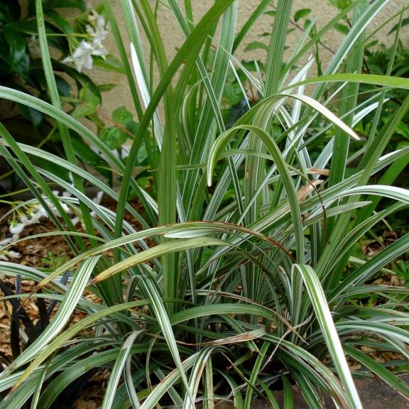 Liriope spicata  Silver Dragon - Pépinière La Forêt