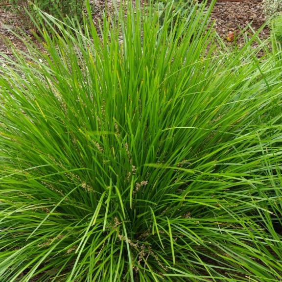 Lomandra longifolia Limetuff ® - Pépinière La Forêt