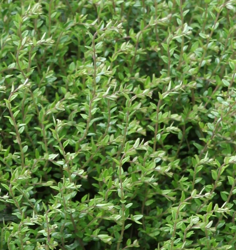 Lonicera nitida Scoop ® - Pépinière La Forêt