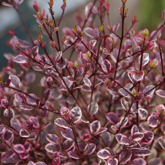 Lophomyrthus ralphii Magic Dragon ® - Pépinière La Forêt