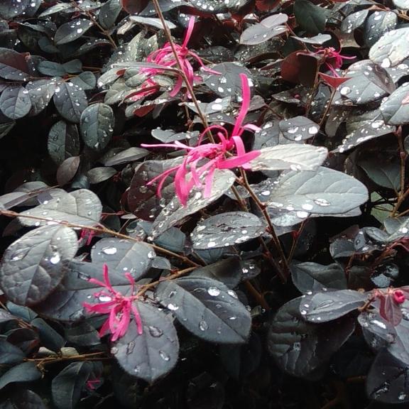 Loropetalum Black Pearl ® - Pépinière La Forêt