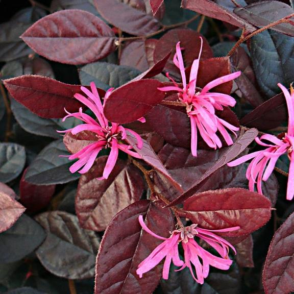 Loropetalum chinense Rose in Black - Pépinière La Forêt