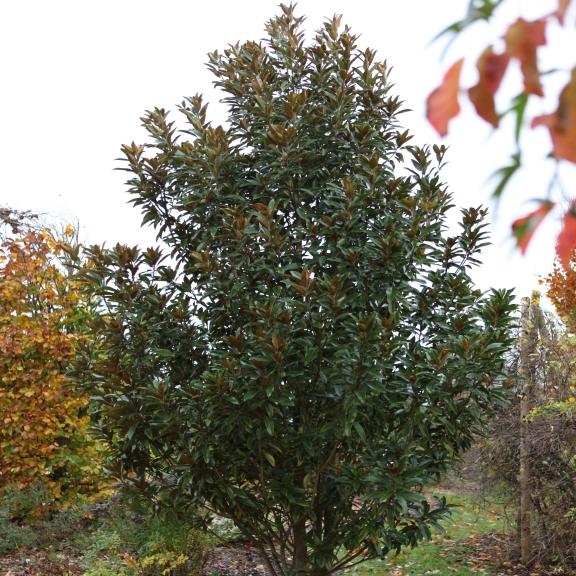 Magnolia grandiflora Alta  ® - Pépinière La Forêt