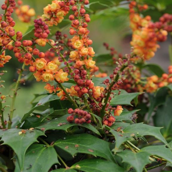 Mahonia x Cabaret ® - Pépinière La Forêt