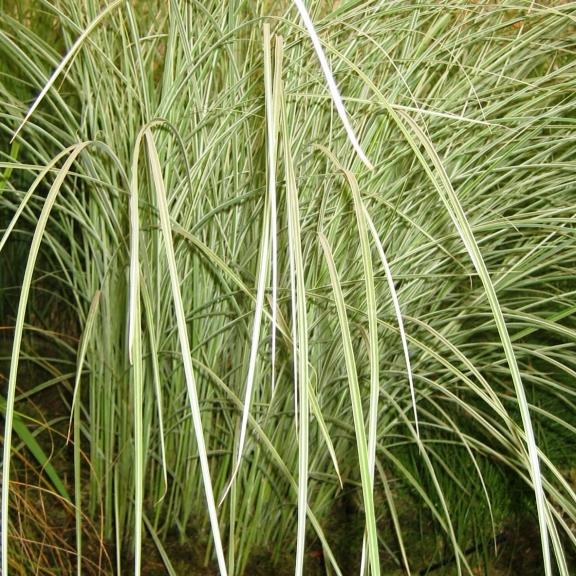 Miscanthus sinensis Morning Light - Pépinière La Forêt