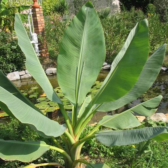 Musella lasiocarpa - Pépinière La Forêt