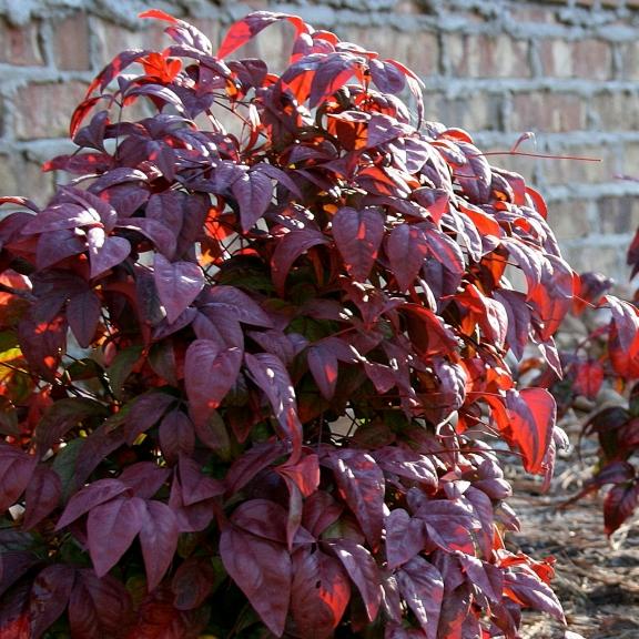 Nandina domestica Blush Pink ® - Pépinière La Forêt