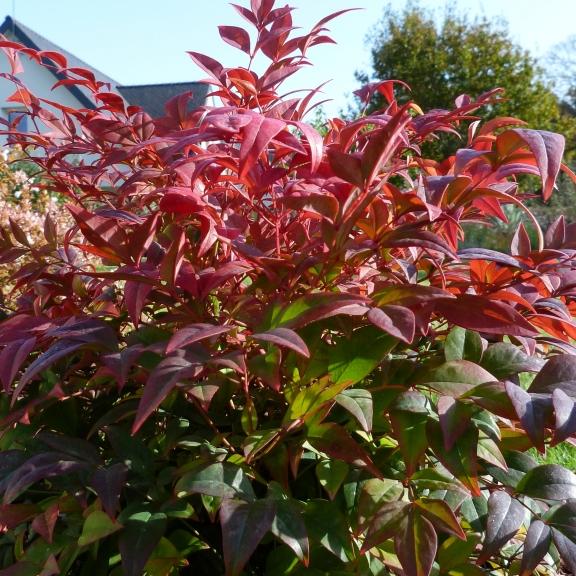 Nandina domestica Gulf Stream - Pépinière La Forêt