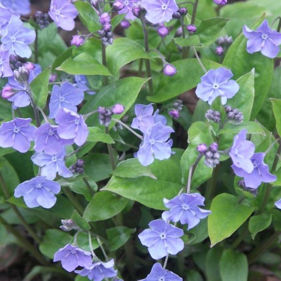 Omphalodes Cherry Ingram - Pépinière La Forêt