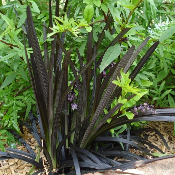 Ophiopogon planiscapa Nigrescens - Pépinière La Forêt