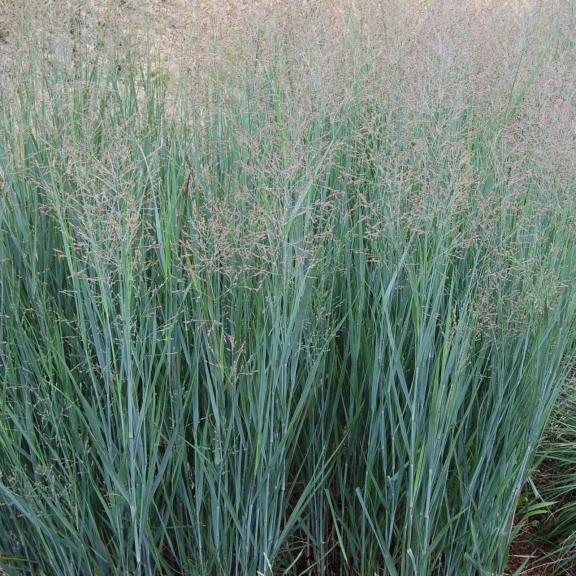 Panicum virgatum 'Heavy Metal' - Pépinière La Forêt