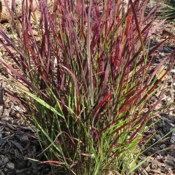 Panicum virgatum Sangria  ® - Pépinière La Forêt