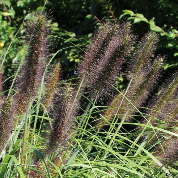 Pennisetum alopecuroïdes Black Beauty - Pépinière La Forêt