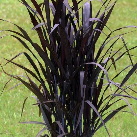 Pennisetum Princess Caroline ® - Pépinière La Forêt