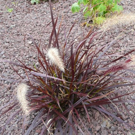 Pennisetum setaceum Rubrum - Pépinière La Forêt