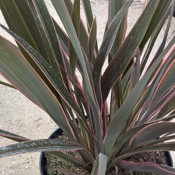Phormium Pink Stripe - Pépinière La Forêt