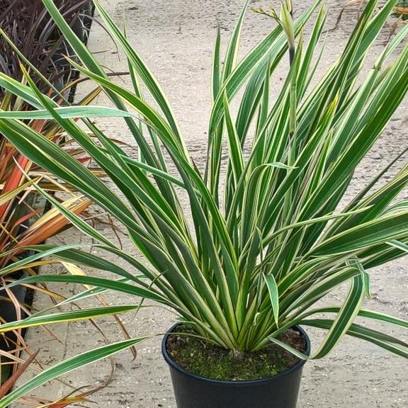 Phormium Tricolor - Pépinière La Forêt