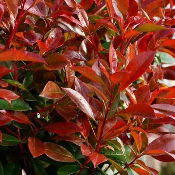 Photinia x fraseri Red Light ® - Pépinière La Forêt