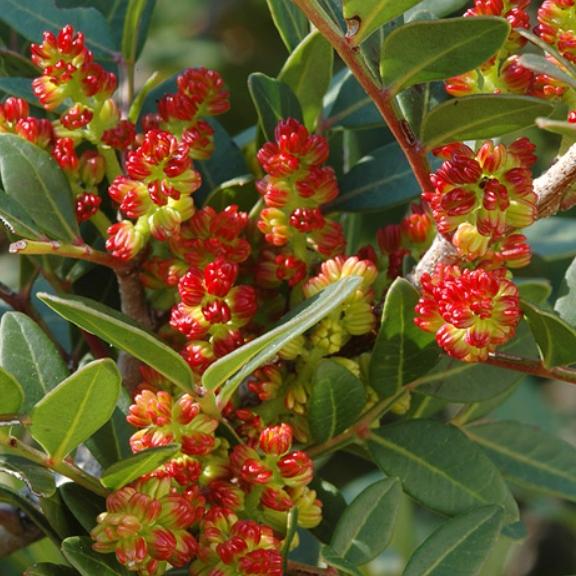 Pistacia lentiscus - Pépinière La Forêt