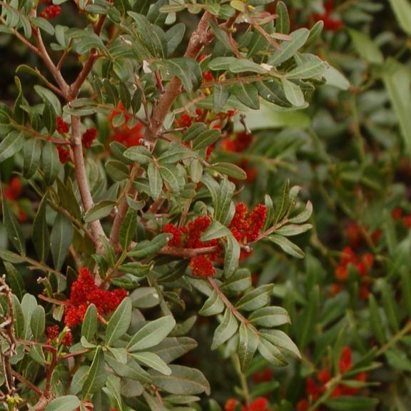 Pistacia lentiscus - Pépinière La Forêt