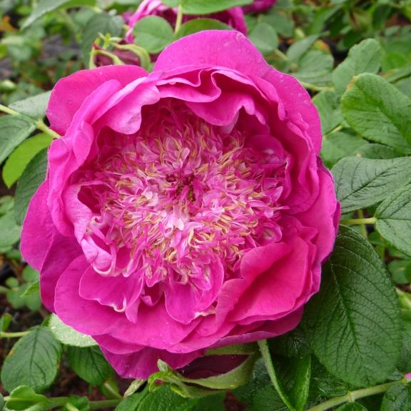 Rosier Arbustif Rosa rugosa Pompom Perfume ® (Pivoine) - Pépinière La Forêt