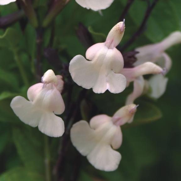 Salvia microphylla Heatwave ® Glimmer ® - Pépinière La Forêt