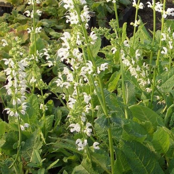 Salvia pratensis Swan Lake - Pépinière La Forêt