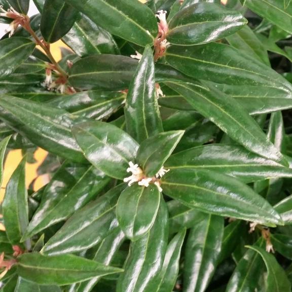 Sarcococca Winter Gem ® - Pépinière La Forêt