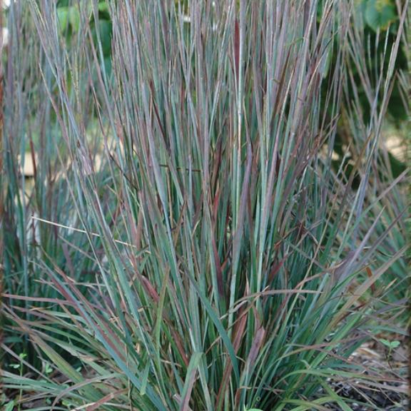 Schizachyrium Standing Ovation ® - Pépinière La Forêt