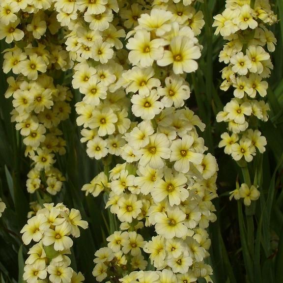 Sisyrinchium striatum - Pépinière La Forêt