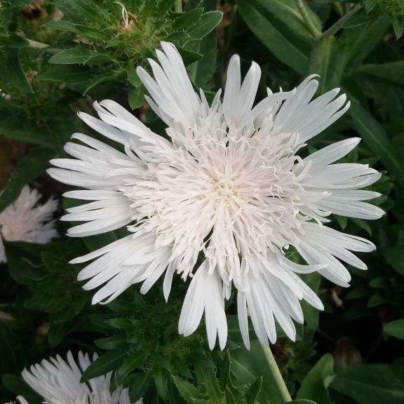 Stokesia Divinity ® - Pépinière La Forêt