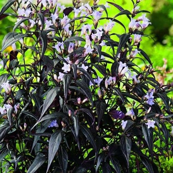 Strobilanthes anisophyllus Brunethy ® - Pépinière La Forêt