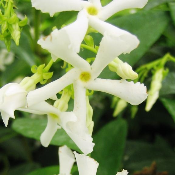 Trachelospermum jasminoides - Pépinière La Forêt