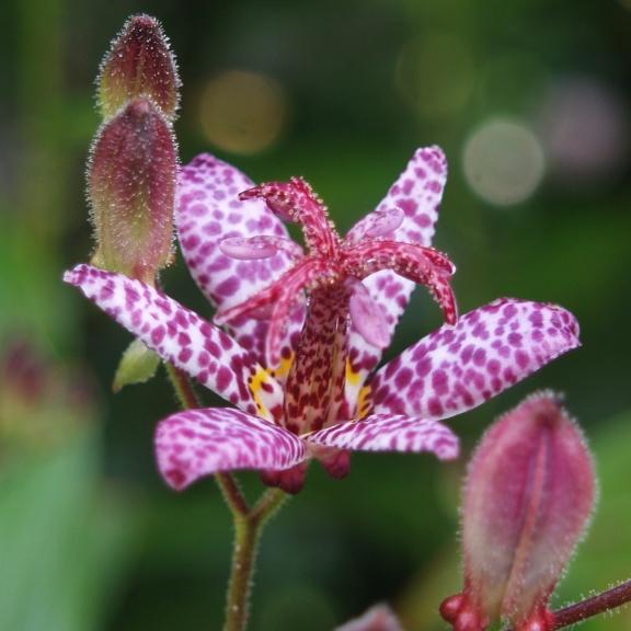 Tricyrtis formosana Samurai - Pépinière La Forêt