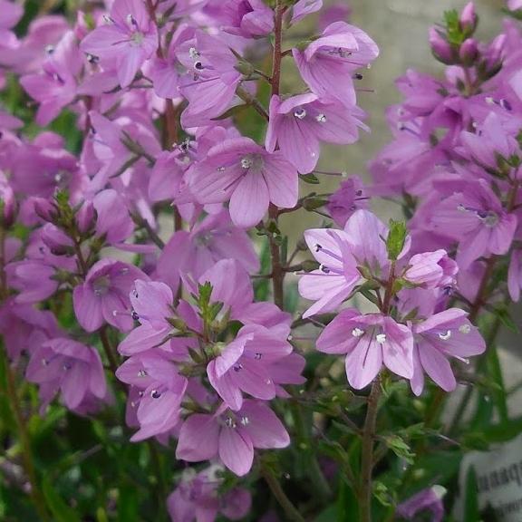 Veronica prostrata Mrs Holt - Pépinière La Forêt