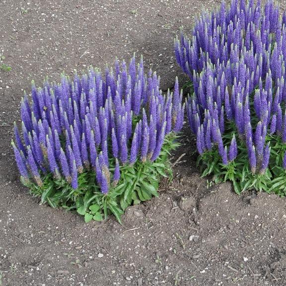 Veronica spicata Royal Candles Glory ® - Pépinière La Forêt