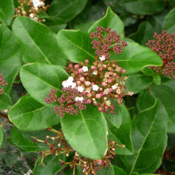 Viburnum tinus Lisarose ® - Pépinière La Forêt