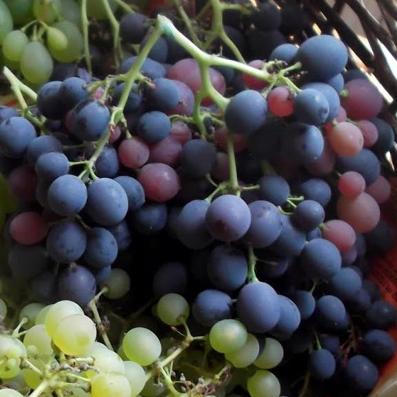 Vigne Vitis muscat de Hambourg - Pépinière La Forêt