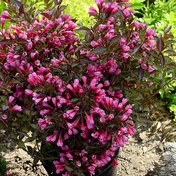 Weigela hybride Alexandra ® - Pépinière La Forêt