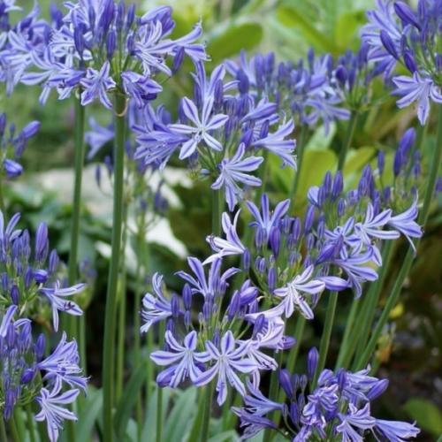 Agapanthus Little Dutch Blue ® - Pépinière La Forêt