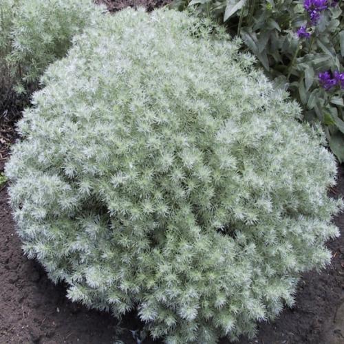 Artemisia schmidtiana Nana  - Pépinière La Forêt