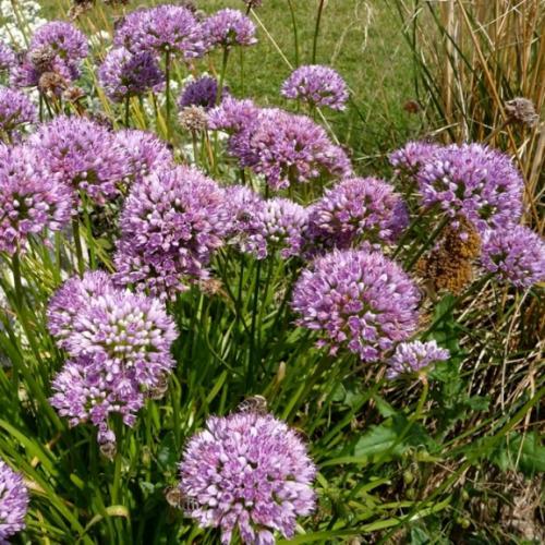 Allium senescens Montanum - Pépinière La Forêt