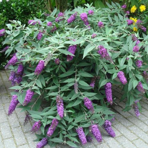 Buddleja Dreaming Lavender ® - Pépinière La Forêt