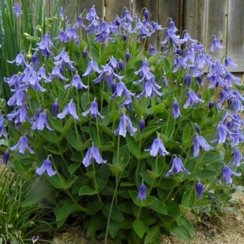 Clematis integrifolia Blue Ribbons - Pépinière La Forêt