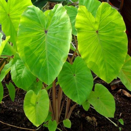 Colocasia Red Eyed Gecko ® - Pépinière La Forêt