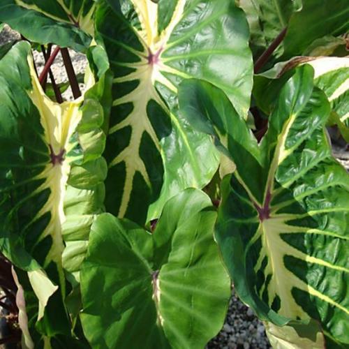 Colocasia esculenta White Lava ® - Pépinière La Forêt