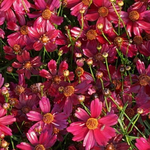 Coreopsis Bloomsation Dragon ®   - Pépinière La Forêt