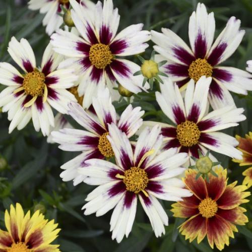 Coreopsis Little Bang Starlight ® - Pépinière La Forêt